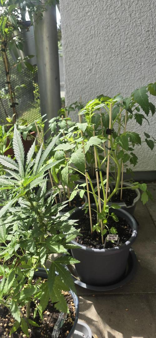 1st Outdoor Run; Cherry Cola Auto. Week 4