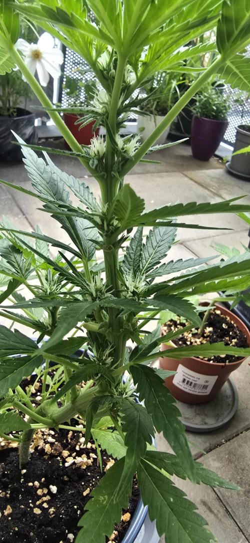 1st Outdoor Run; Cherry Cola Auto. Week 4