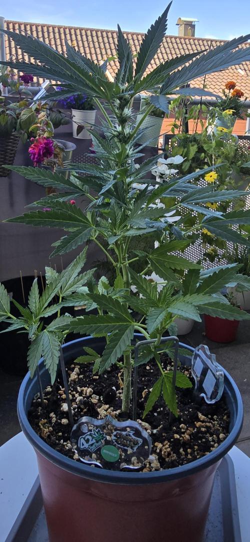 1st Outdoor Run; Cherry Cola Auto. Week 4