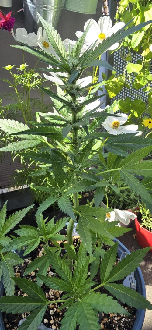 1st Outdoor Run; Cherry Cola Auto. Week 4