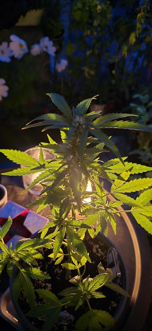 1st Outdoor Run; Cherry Cola Auto. Week 4