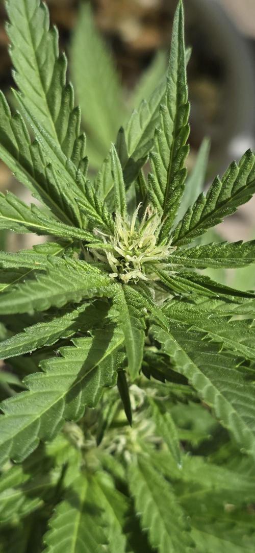 1st Outdoor Run; Cherry Cola Auto. Week 4