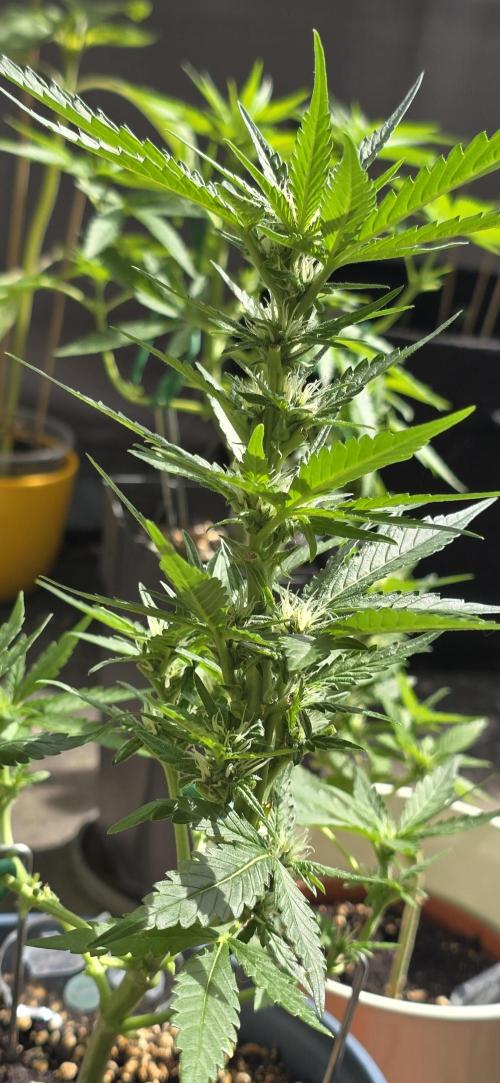 Cherry Cola Auto. Week 4
