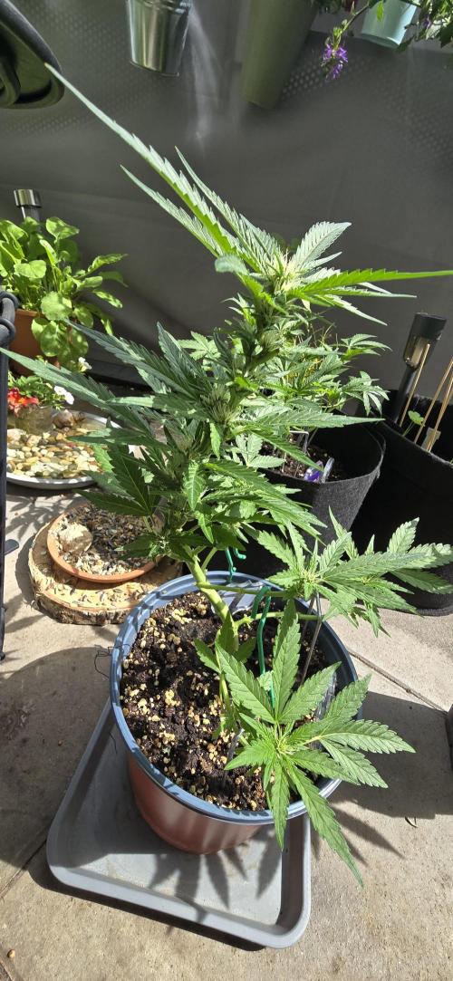 1st Outdoor Run; Cherry Cola Auto. Week 5