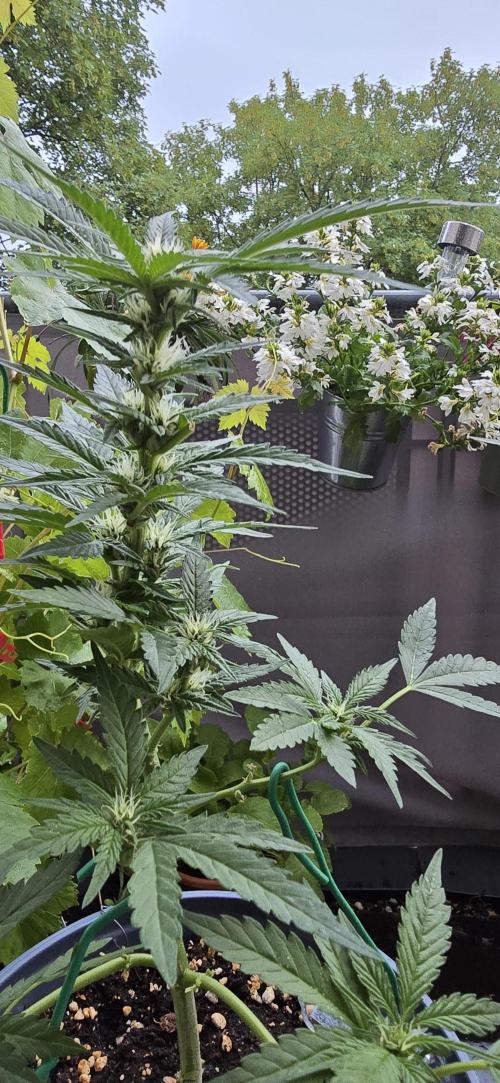 1st Outdoor Run; Cherry Cola Auto. Week 5