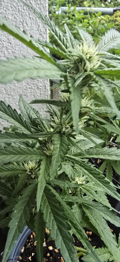 1st Outdoor Run; Cherry Cola Auto. Week 5