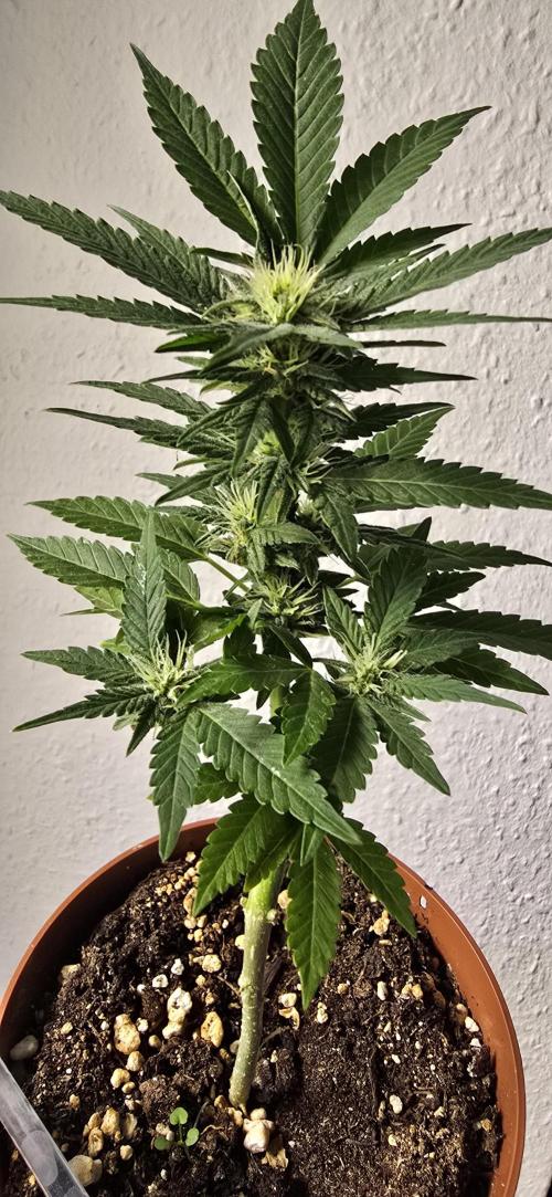 1st Outdoor Run; Cherry Cola Auto. Week 5
