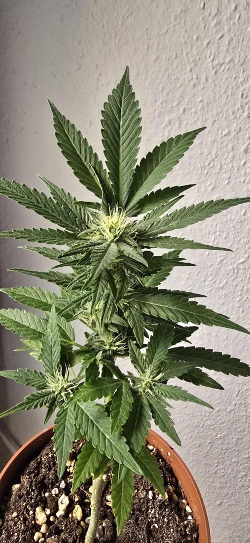 1st Outdoor Run; Cherry Cola Auto. Week 5
