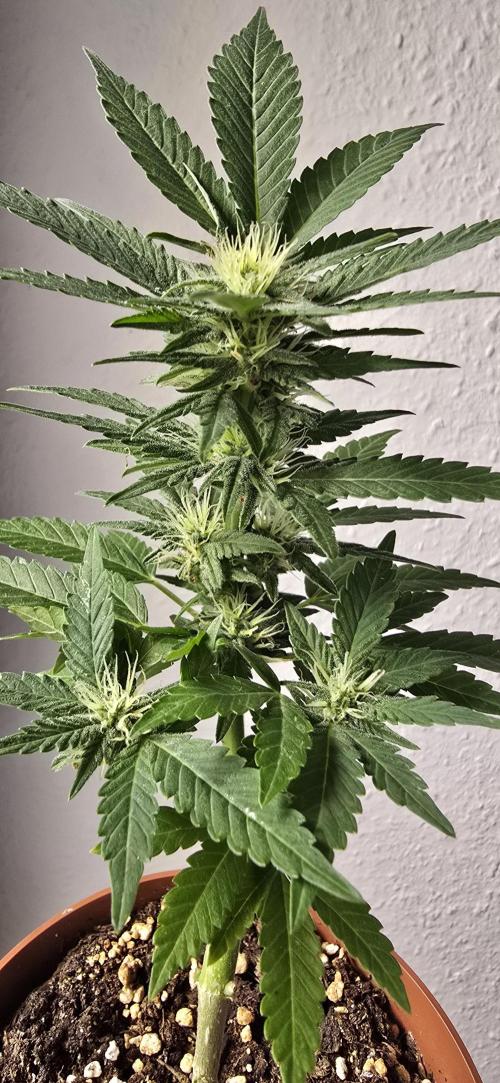1st Outdoor Run; Cherry Cola Auto. Week 5