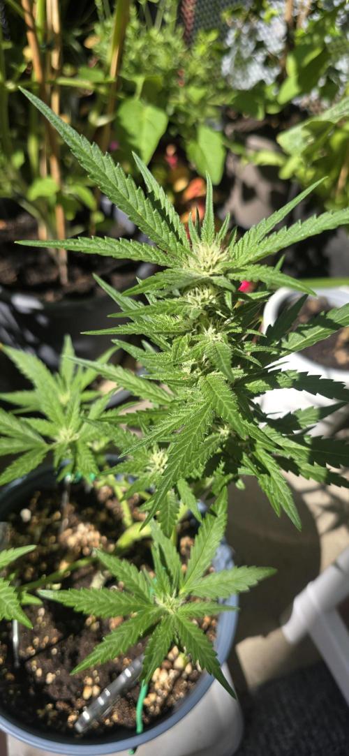 1st Outdoor Run; Cherry Cola Auto. Week 5