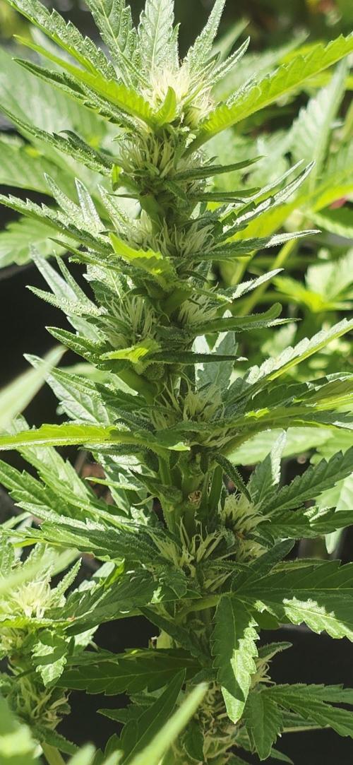 1st Outdoor Run; Cherry Cola Auto. Week 5