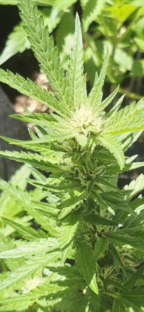 1st Outdoor Run; Cherry Cola Auto. Week 5