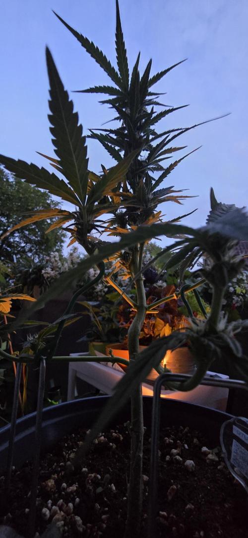 1st Outdoor Run; Cherry Cola Auto. Week 5