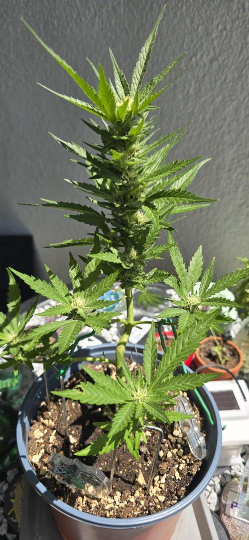 1st Outdoor Run; Cherry Cola Auto. Week 5