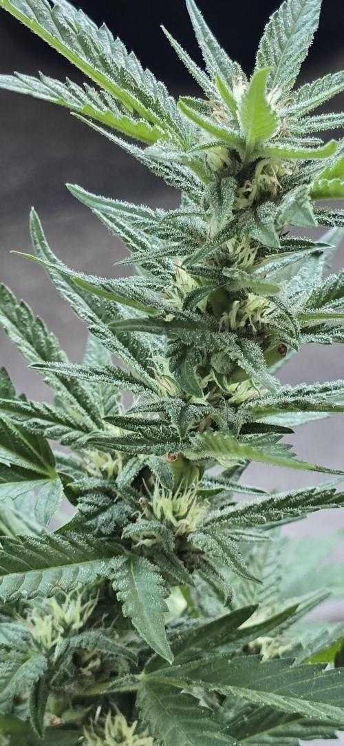 1st Outdoor Run; Cherry Cola Auto. Week 5