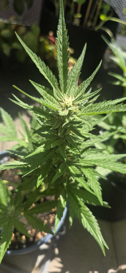 1st Outdoor Run; Cherry Cola Auto. Week 5