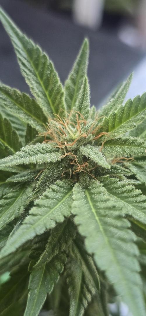 1st Outdoor Run; Cherry Cola Auto. Week 5