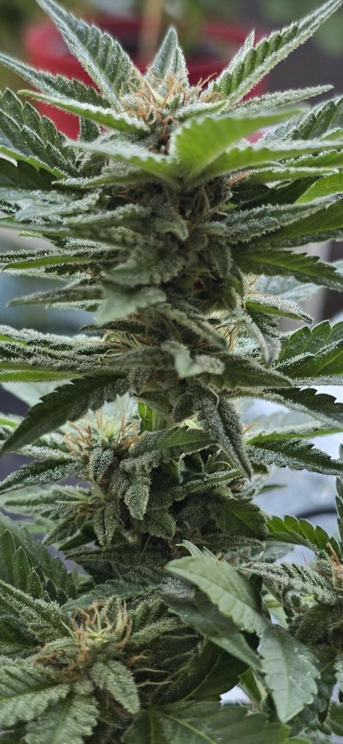 Cherry Cola Auto. Week 5