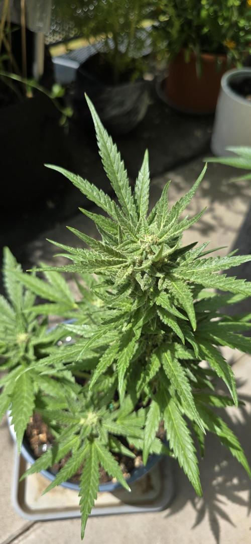 1st Outdoor Run; Cherry Cola Auto. Week 6