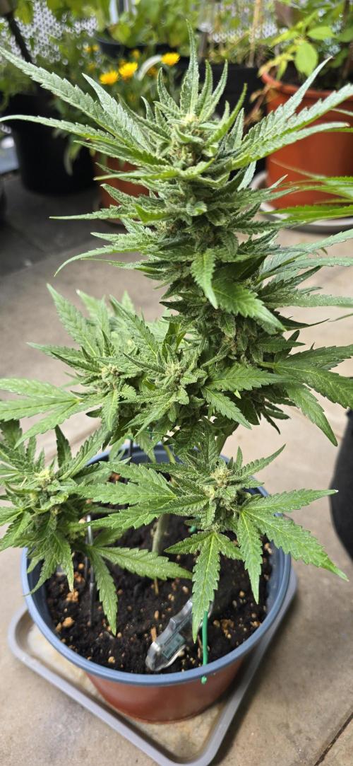 1st Outdoor Run; Cherry Cola Auto. Week 6