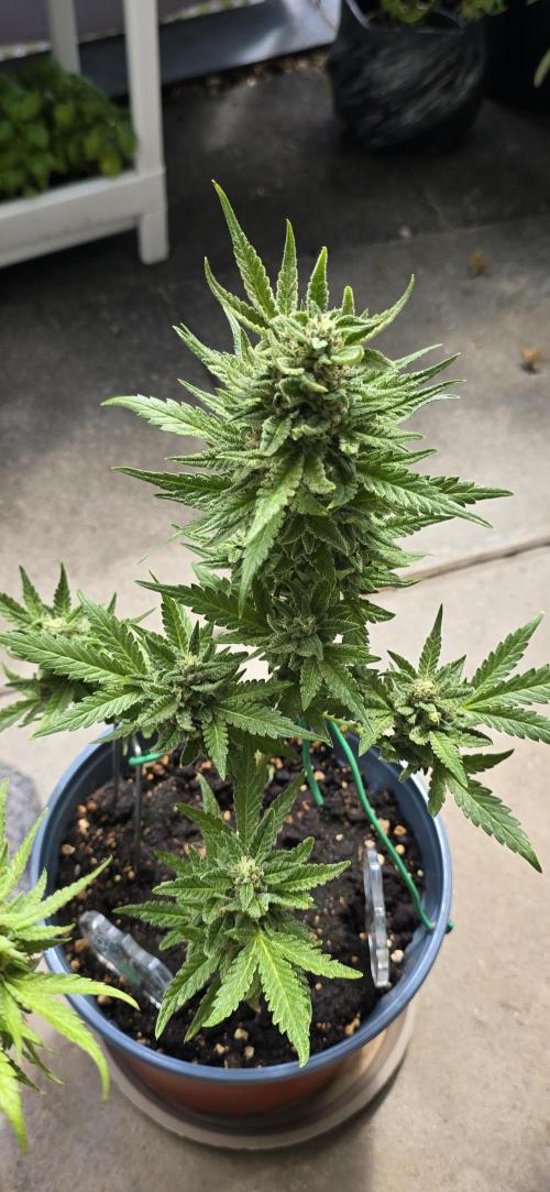 1st Outdoor Run; Cherry Cola Auto. Week 6