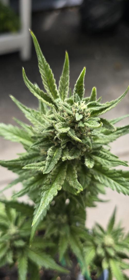 1st Outdoor Run; Cherry Cola Auto. Week 6