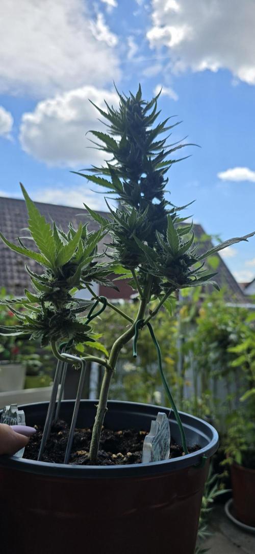 1st Outdoor Run; Cherry Cola Auto. Week 6
