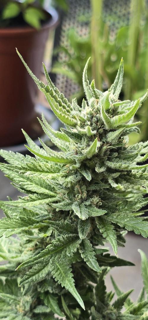 Fast Buds - Cherry Cola Auto door Dolle420