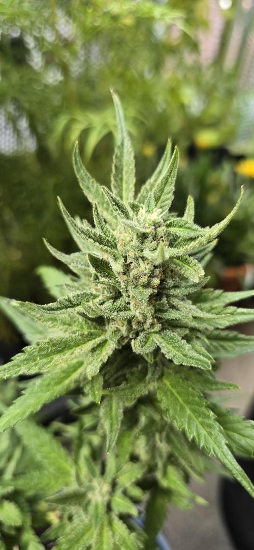 1st Outdoor Run; Cherry Cola Auto. Week 6