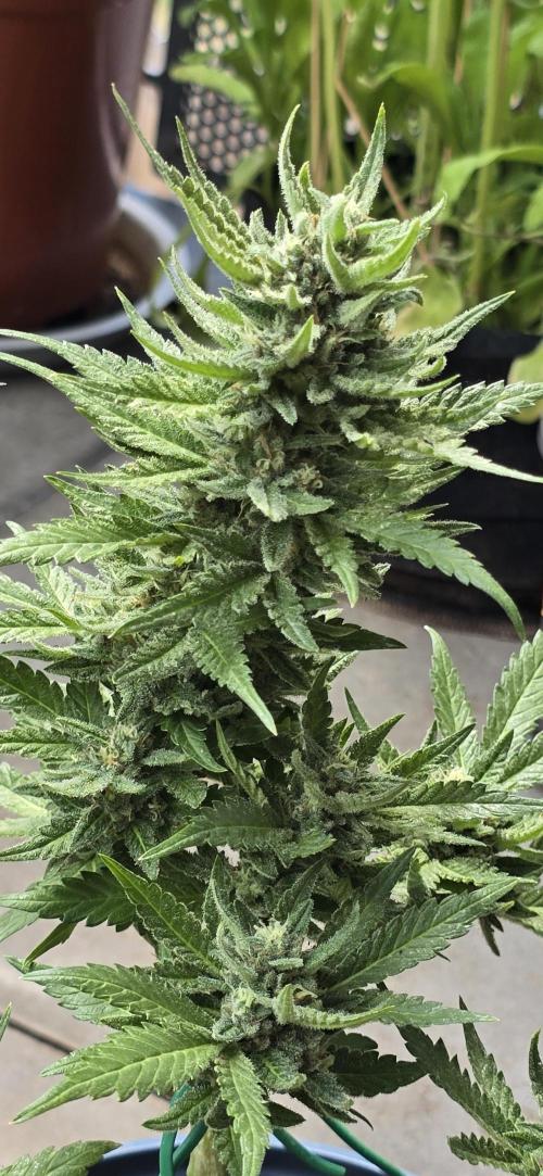 1st Outdoor Run; Cherry Cola Auto. Week 6