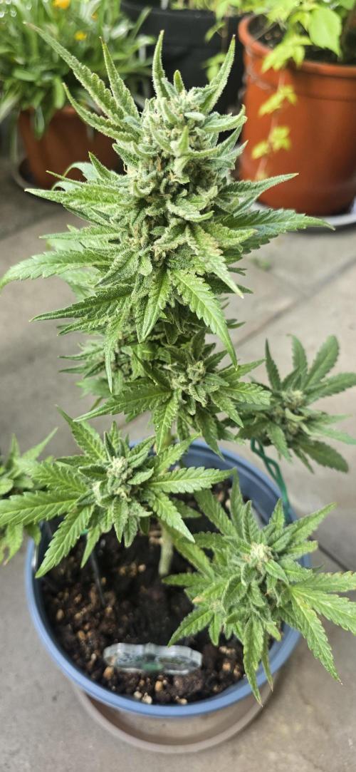 1st Outdoor Run; Cherry Cola Auto. Week 6
