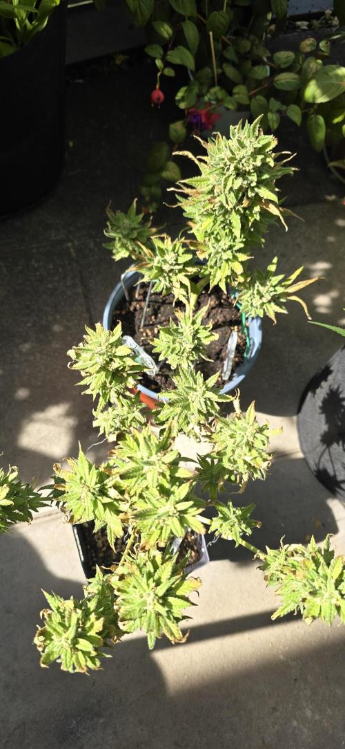 1st Outdoor Run; Cherry Cola Auto. Week 7