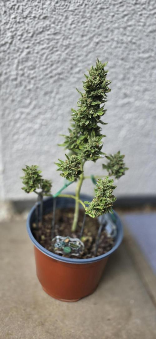 1st Outdoor Run; Cherry Cola Auto. Week 7