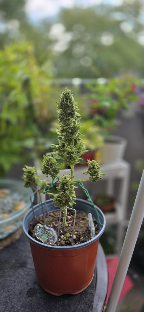 1st Outdoor Run; Cherry Cola Auto. Week 7