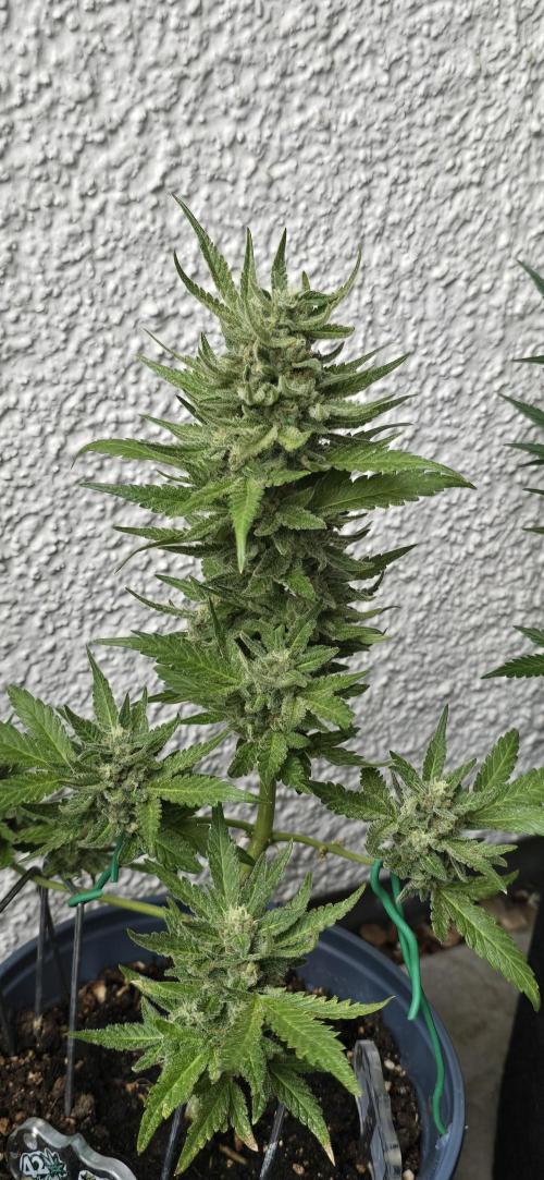 Cherry Cola Auto. Week 7