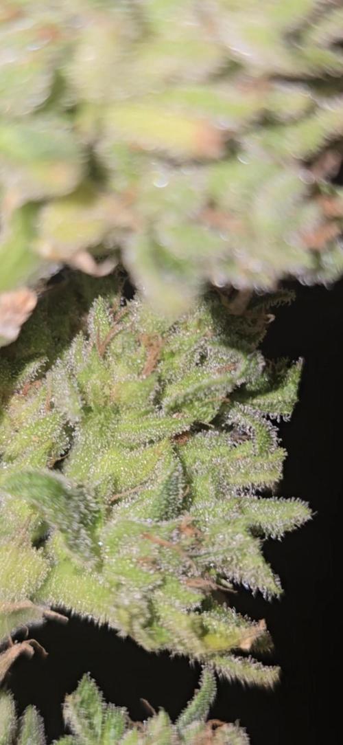1st Outdoor Run; Cherry Cola Auto. Week 8