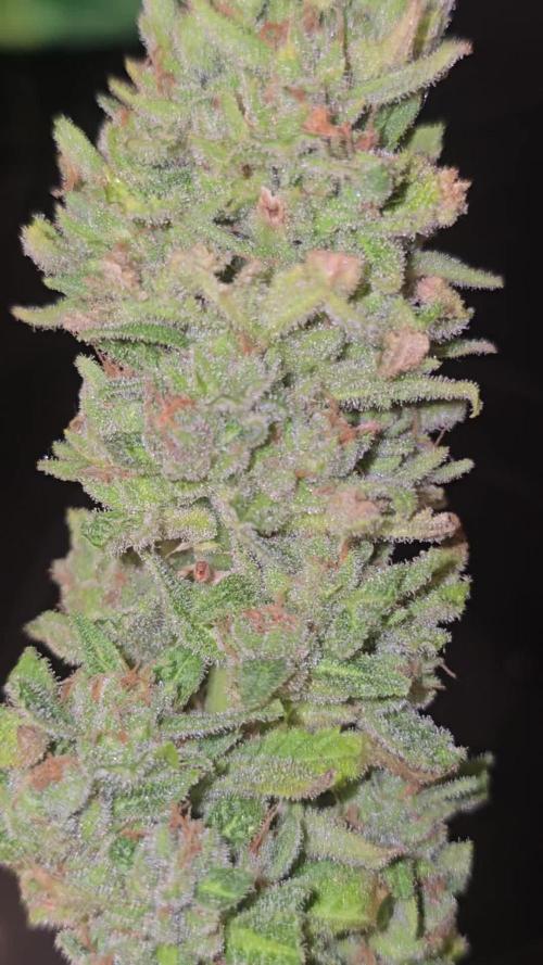 Cherry Cola Auto. Week 8