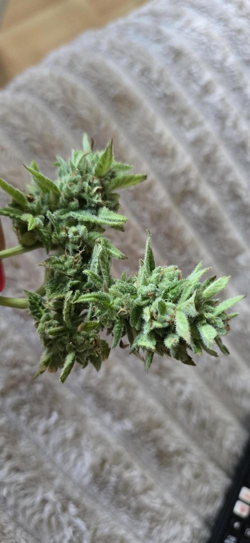 1st Outdoor Run; Cherry Cola Auto. Week 9