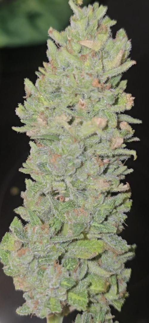 1st Outdoor Run; Cherry Cola Auto. Week 9