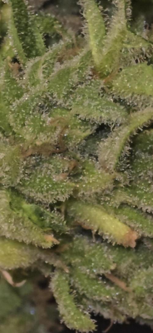 Cherry Cola Auto. Week 9
