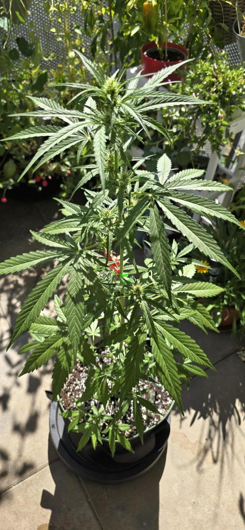 Green Crack Auto FastBuds. Week 7