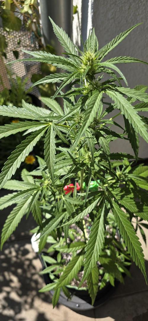 Green Crack Auto FastBuds. Week 7