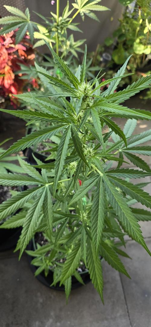 Green Crack Auto FastBuds. Week 7