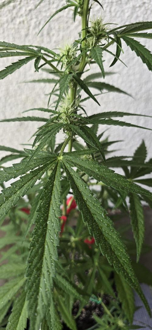 Green Crack Auto FastBuds. Week 7 - Letztes Foliar Feeding
