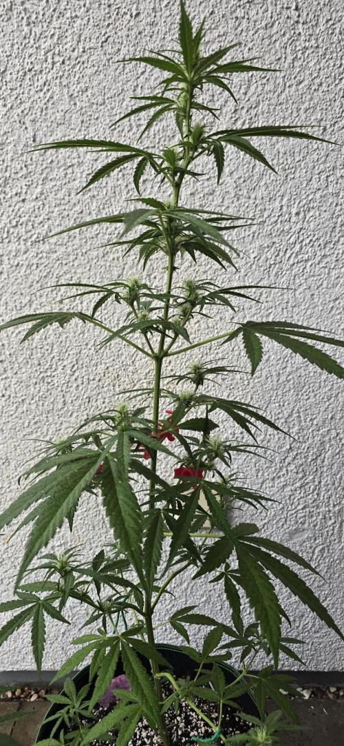 Green Crack Auto FastBuds. Week 7