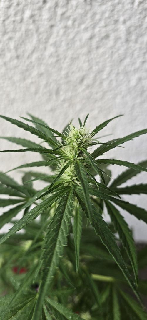 Green Crack Auto FastBuds. Week 7