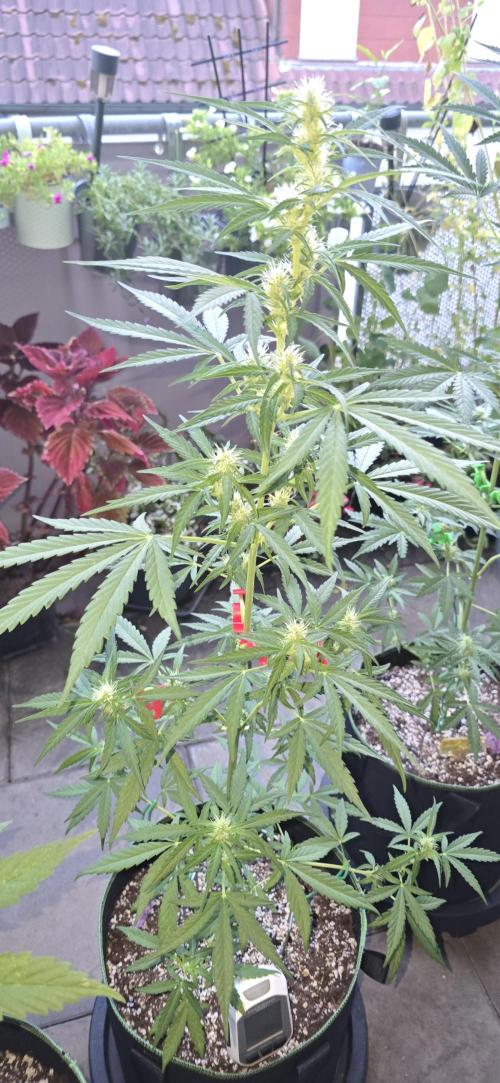 Green Crack Auto FastBuds. Week 8