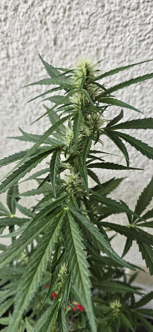 Green Crack Auto FastBuds. Week 8