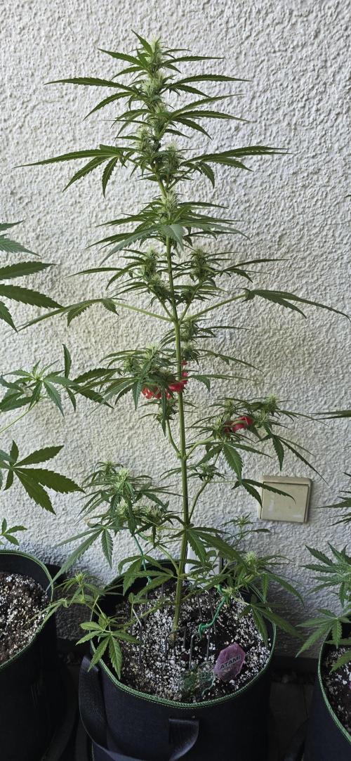 Green Crack Auto FastBuds. Week 8