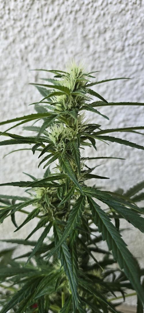 Green Crack Auto FastBuds. Week 8